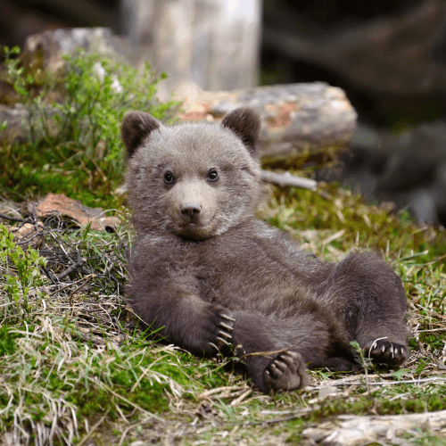 Druženje sa životinjama